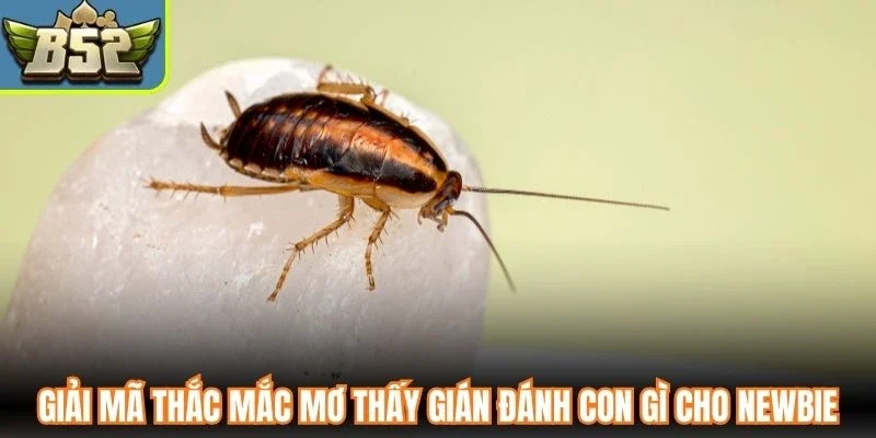 Giải mã thắc mắc mơ thấy gián đánh con gì cho newbie