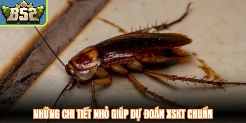 Những chi tiết nhỏ giúp dự đoán XSKT chuẩn